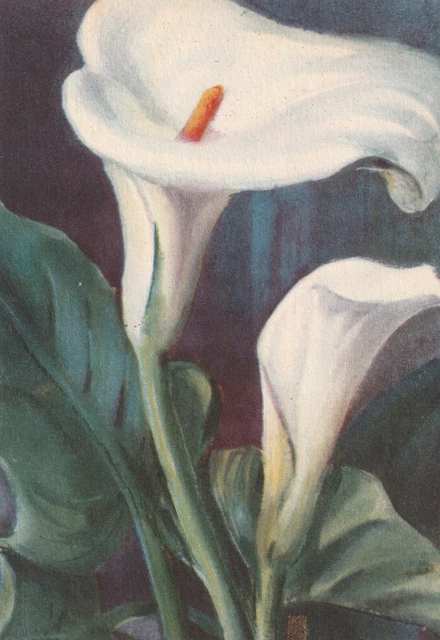 C3 - Cp Cartolina Illustrata Fiori Tulle -  Fg Nvg