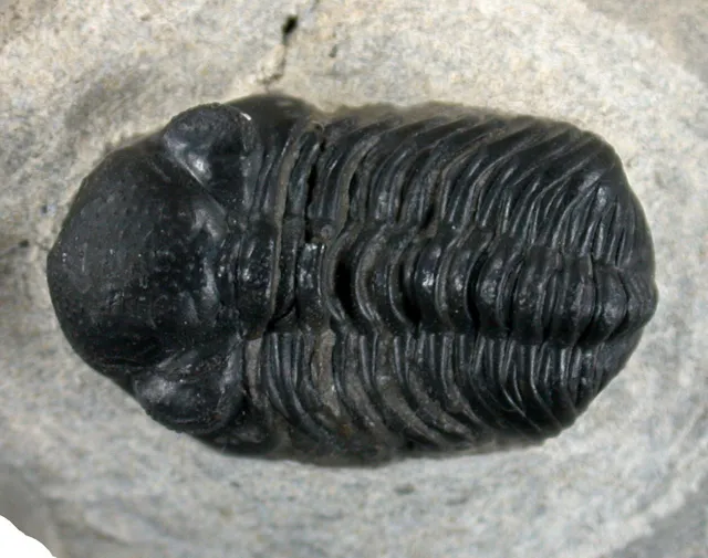 Devon Barrandeops granulops Trilobit  Matrix  Jbel Gara el Zguilma Marokko  66-8