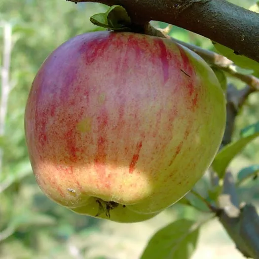 Gravensteiner Herbstapfel Apfelbaum Buschbaum ca. 110-140 cm 9,5 L MM 111