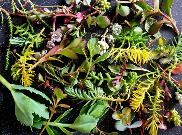 40+ Sedum Succulents Bundle Mixed Varieties Cuttings Hardy Plants Fairy Rockery