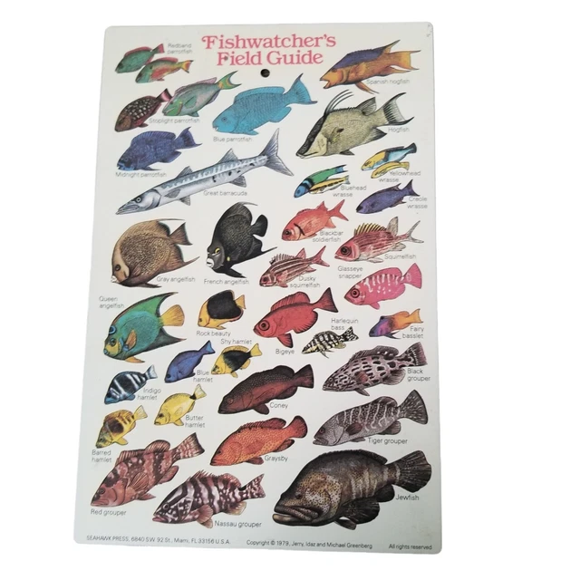 Fishes Of Pennsylvania Identification Poster – 24x18 – Boat Commission Art By Ted Walke