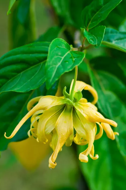 50 Graines Ylang-ylang, Cananga odorata tree seeds 3