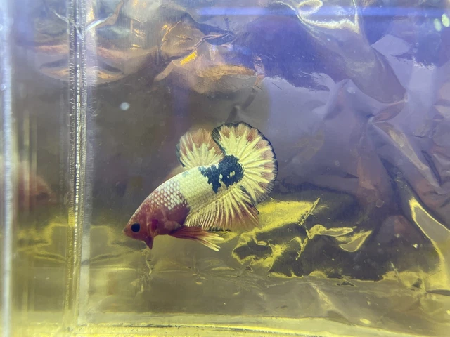 Red Fancy Copper HMPK - Male Betta Fish