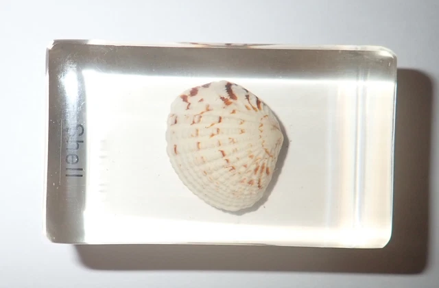 Carpet Clam Shell Specimen 60x35x21 mm Amber Clear Resin Block BK1A