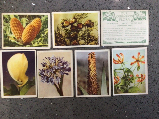 OUR SOUTH AFRICAN Flora, N Reeks Cigarette Cards, Collection Of 43 Cards  £1.16
