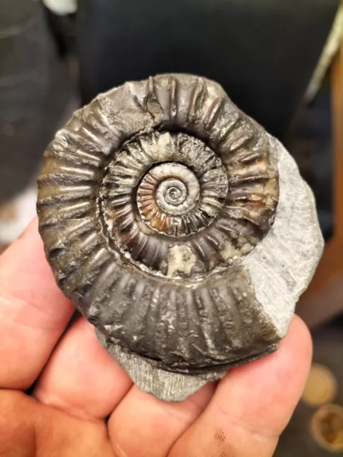 LARGE ARNIOCERAS sp AMMONITE WHITBY YORKSHIRE  FOSSIL