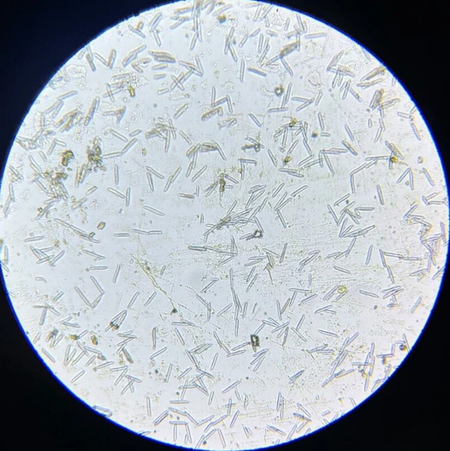 19th c J.D. Moller Microscope Diatom Test Slide Scalpellisformis