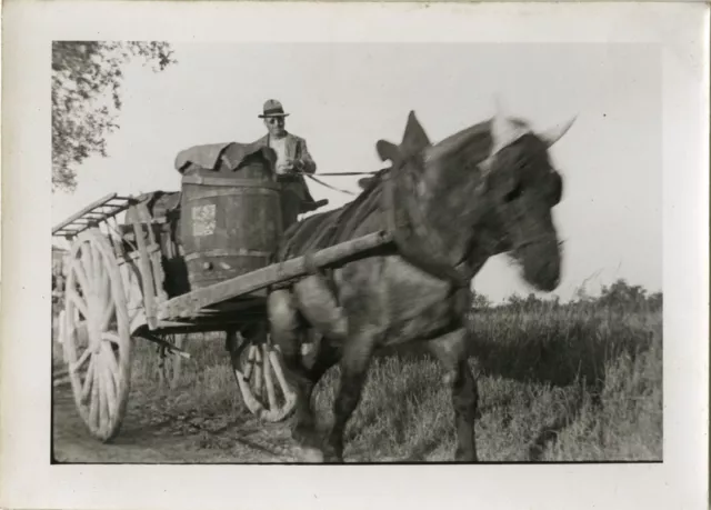 Photo Ancienne - Vintage Snapshot - Animal Cheval Agriculture Vendanges Attelage