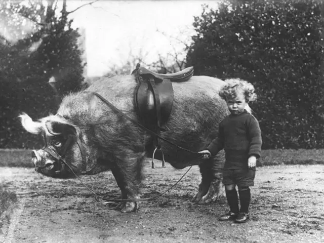 Antique Child walking Pig Photo 1251b Oddleys Strange & Bizarre