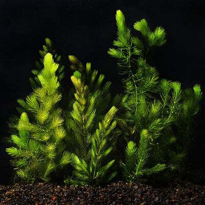 Hornwort Coontail Live Fish Tank Plants Aquarium Plant BUY 2 GET 1 FREE ✅