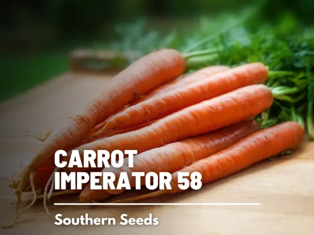 Carrot, Imperator - 250 Seeds - Heirloom Vegetable - Open Pollinated - Non-GMO (