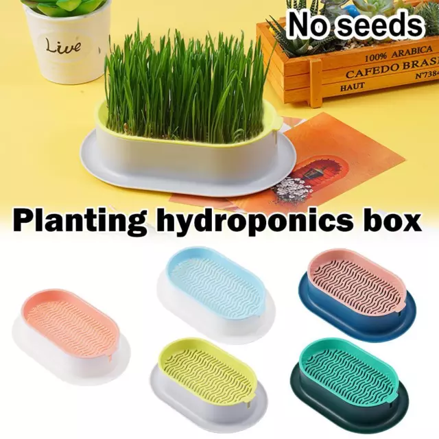 Soilless Catgrass Cat Grass Snack Growing Kit Cat Grass Colorful Box T4M9