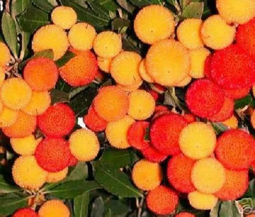 Erdbeerbaum winterhart ganzjährig exotisch immergrün Baum Hecke Strauch Samen