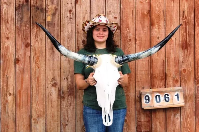 Steer Skull Polished Long Horns Mounted Art!! 3' 8" Cow Bull Longhorn H9061