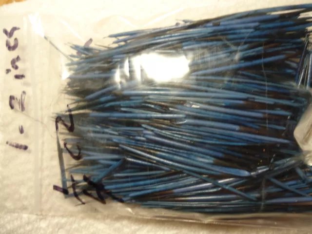 North American Porcupine Quills died blue