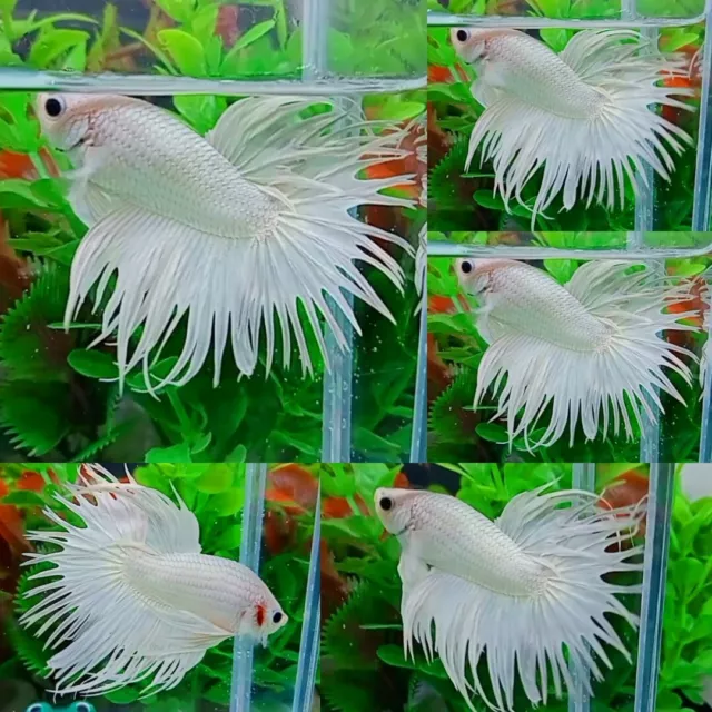 White Platinum Crown Tail Halfmoon Male - IMPORT LIVE BETTA FISH FROM THAILAND