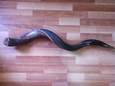 SHOFAR Kudu Yemenite Horn 41" 104 Cm Kosher Half Natural Polish Chofar FREE  Bag