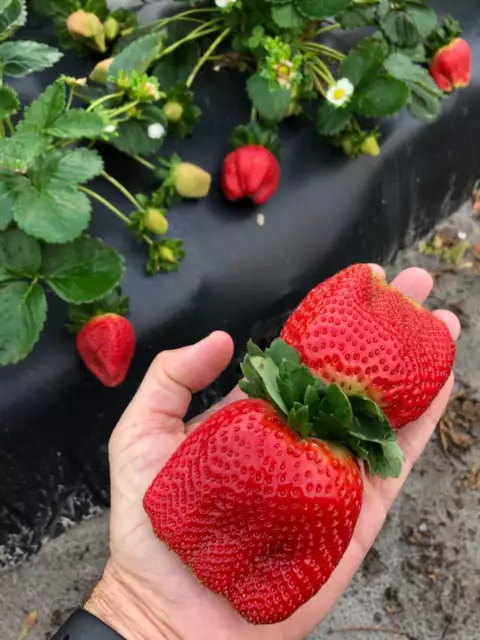 Semillas de fresa gigante, dulces y deliciosas, grandes semillas de plantas frutales de jardín Reino Unido 2