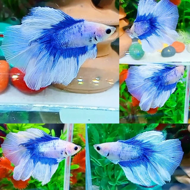 Blue Snow Double Tail Halfmoon Male - IMPORT LIVE BETTA FISH FROM THAILAND