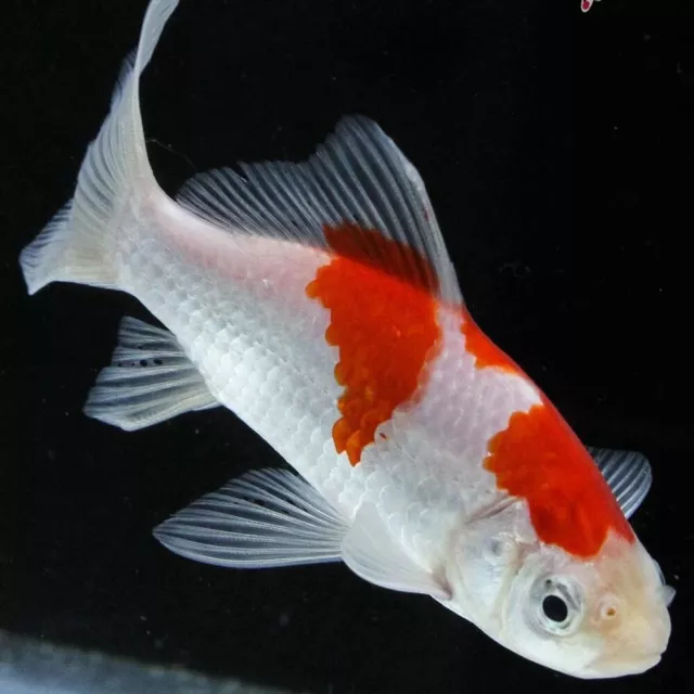 1.5 - 5 inch Live Sarasa Goldfish for fish tank, koi pond or aquarium