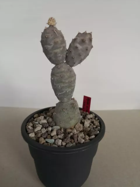 Kaktus Tephrocactus articulatus inermis selten!!!!