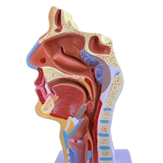 HEAD ANATOMY HUMAN Anatomical Nasal Cavity Throat Anatomy Model £25.52 ...