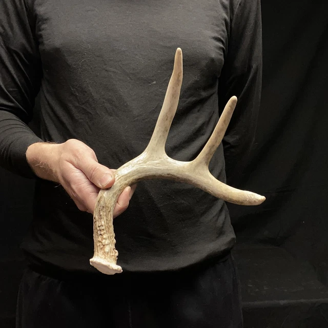 3 POINT WHITETAIL Shed Antler Cabin Man Cave Decor Antler Crafts Dog