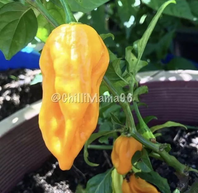 Trinidad Scorpion Cardi Yellow 90 Seeds EXTREME HEAT 800,000 SHU WA Grown