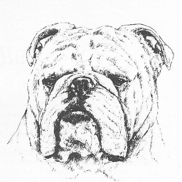 Bulldog #1 - CUSTOM MATTED - 1963 Vintage Dog Art Print 0507 CLD