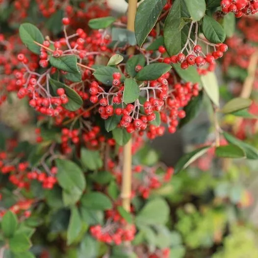 Cotoneaster Lacteus Pianta Tappezzante - su vaso da 18 cm