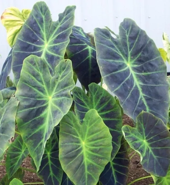 Colocasia Esculenta Illustris (Black Taro)