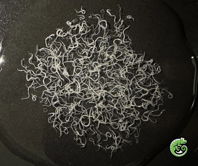 White Worms Sponge Starter Culture (Grindal Worms)