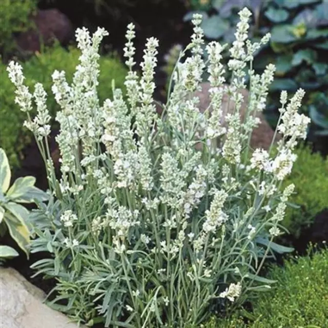 Lavender Ellagance 'Snow White' Perennial 9cm Pot Plants Pack x3