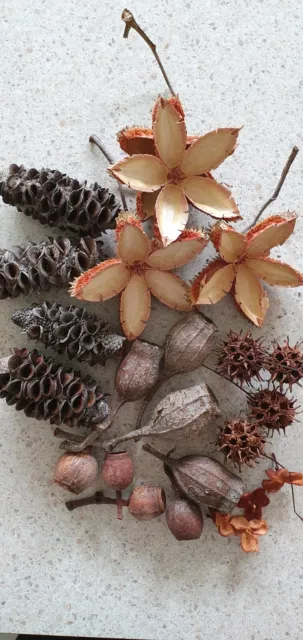 Nature Craft Box - Native Australian Seed Pods (Small)