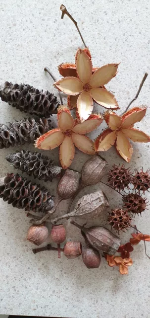 Nature Craft Box - Native Australian Seed Pods (Small)