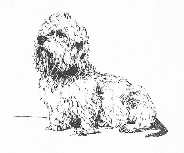 Dandie Dinmont Terrier #2 - CUSTOM MATTED - 1963 Vintage Dog Art Print 0507 CLD