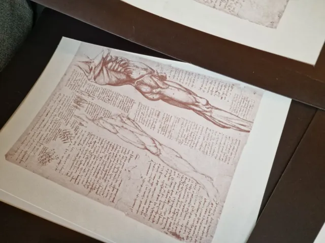 Konvolut 6  Kunstdrucke Anatomiestudien von Leonardo da Vinci 5