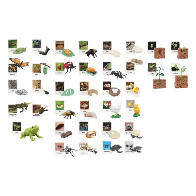LIFE CYCLE FIGURINES Toy Biology Science for Desktop Decoration