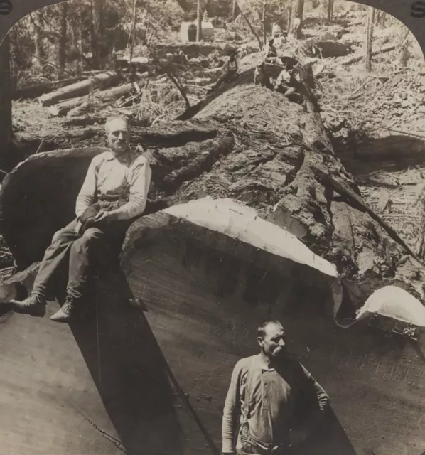 Lumberjacks Converse Basin felled Sequoia CA Underwood Stereoview c1900