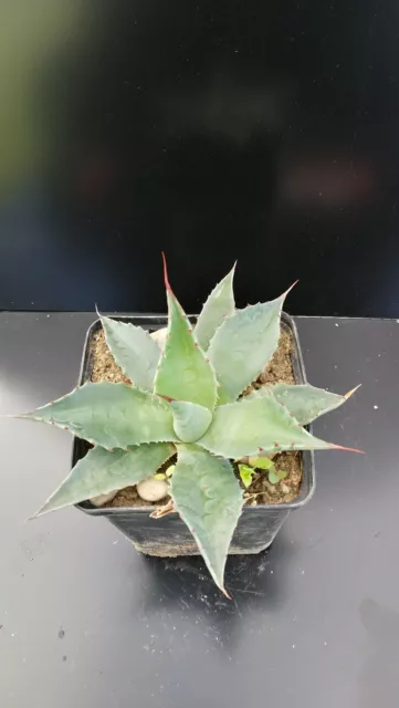 Agave ovatifolia "Huasteca giant form" ∅ between 13 - 16cm!!!