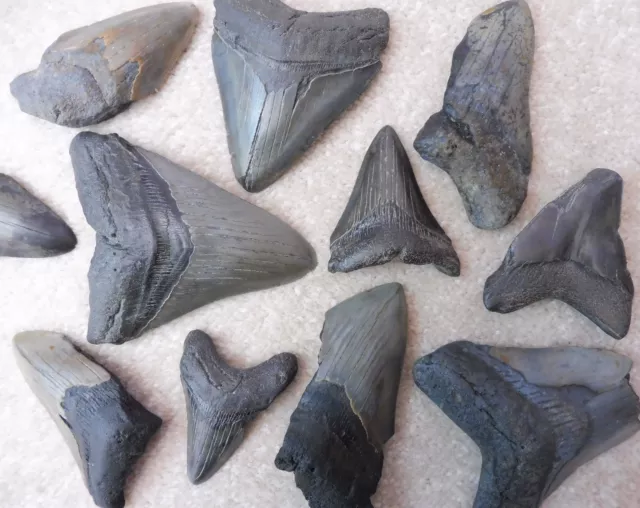 Megalodon Fossil Shark Teeth - Extra Large Teeth !!! (Between 2.5 & 5 Inches)