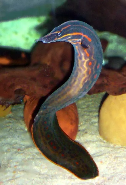 1 Live Fire Eeel Premium Freshwater Live Tropical Fish High Quality Grade A+++
