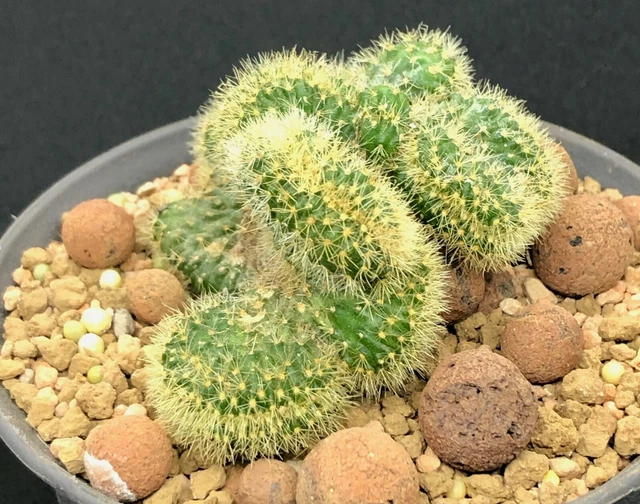 MAMMILLARIA ELONGATA CRISTATA Cactus Succulent Houseplant W:6cm H:3.5cm  Crested 5.00 - PicClick UK