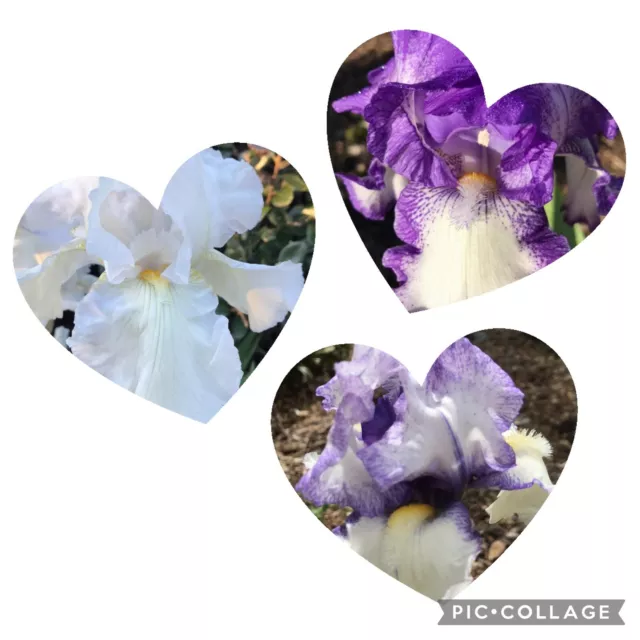 Gorgeous combination Of  3 Tall Bearded Irises 🌺🌺