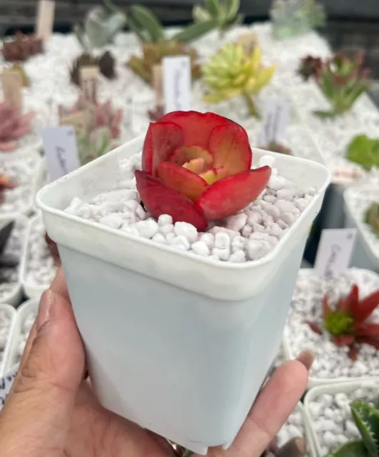 Echeveria Fire & Ice Succulent With Roots