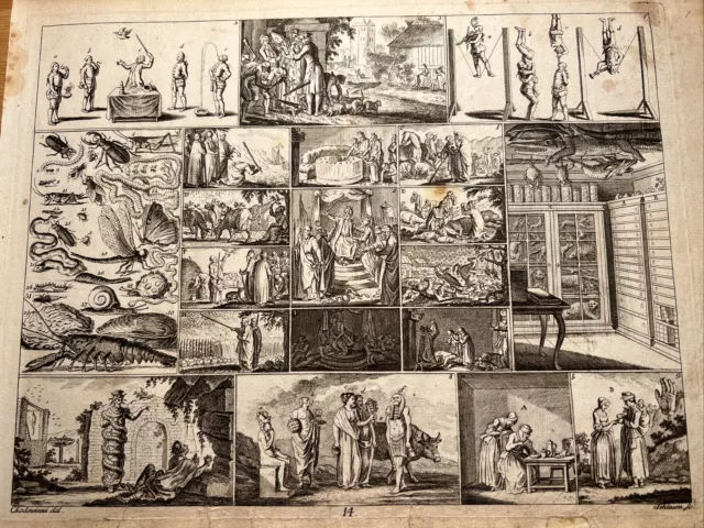 Ägypten Circus InsecKönig 1784 Antik Kupferstich Illustration Antik Design Retro