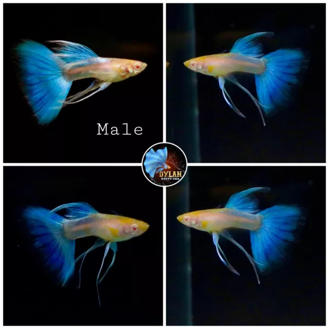 1 Trio - Live Aquarium Guppy High Quality- Albino Blue Topaz Ribbon - USA SELLER