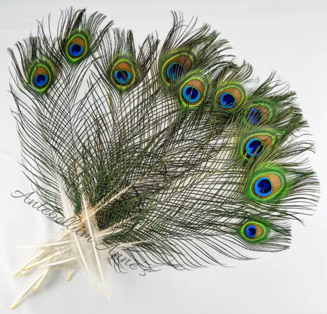 New Zealand Ethically Sourced Wild Green Blue PEACOCK Tail Eye Feathers Bundle