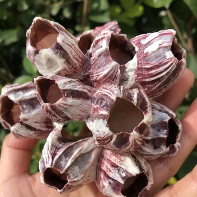 Natural Barnacle Coral Fish Tank Aquarium Pond Decor Shrimp Shelter Home Supply