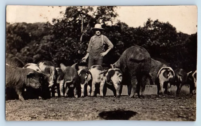 Animals Postcard RPPC Photo Hog Pig Farm c1910's Unposted Antique